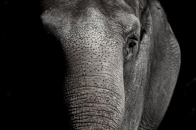 The Elephant-Sized Local Clients in the Room-How to Prospect Them