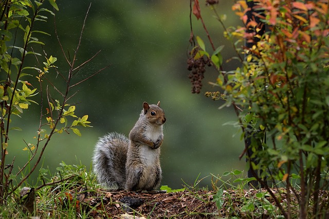 The Tormented Lives of the Squirrel Chasers